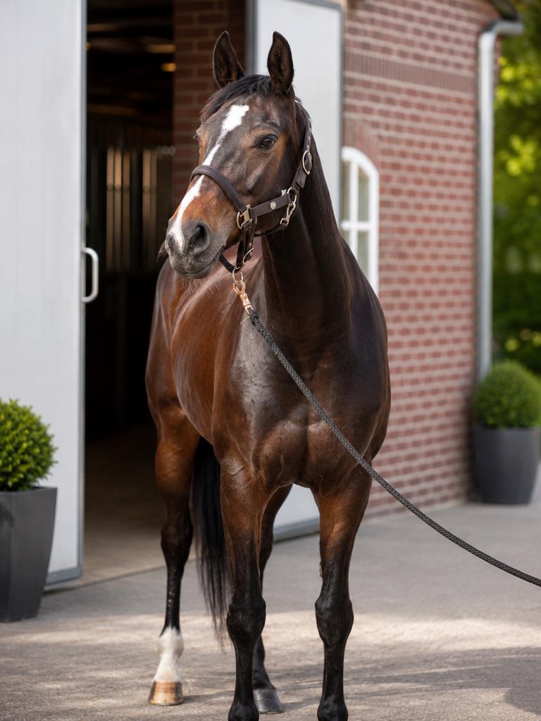 Lieve 10 jarige reacreatie merrie te koop, Dieren en Toebehoren, Merrie, Dressuurpaard