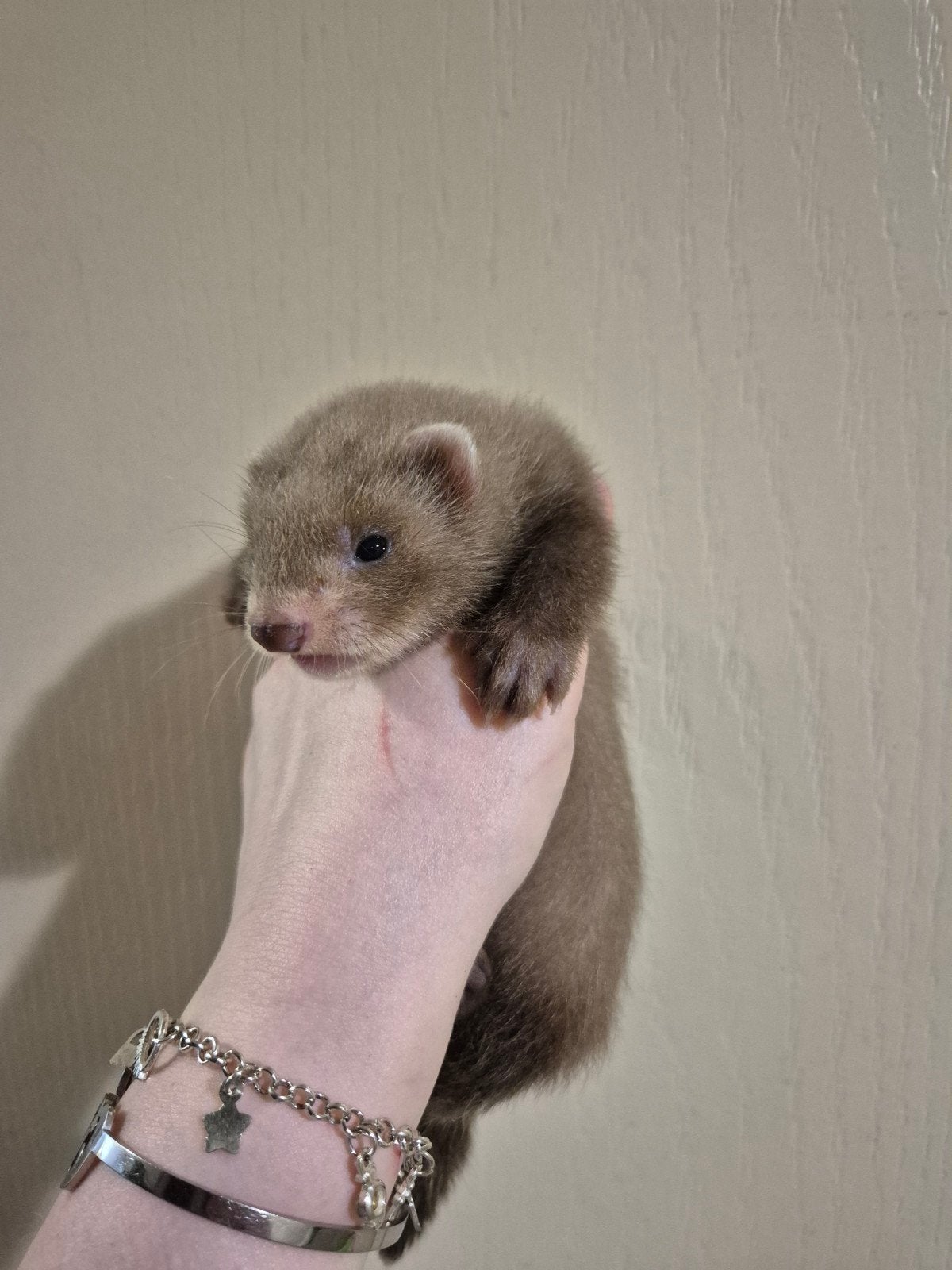 Super mooi donker choco fretten rammetje pup, Dieren en Toebehoren, Overige Dieren, Mannelijk, Mei