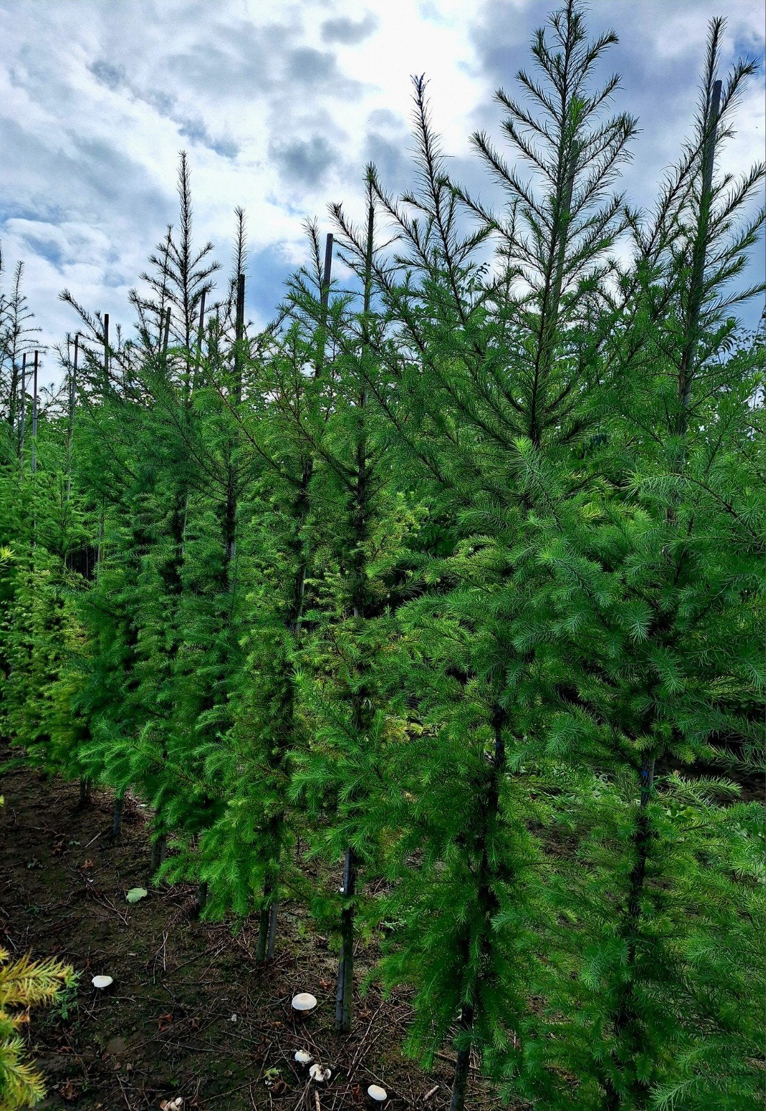 Japanse Lariks of Larix kaempferi 🌿, Ophalen, Volle zon, Overige soorten