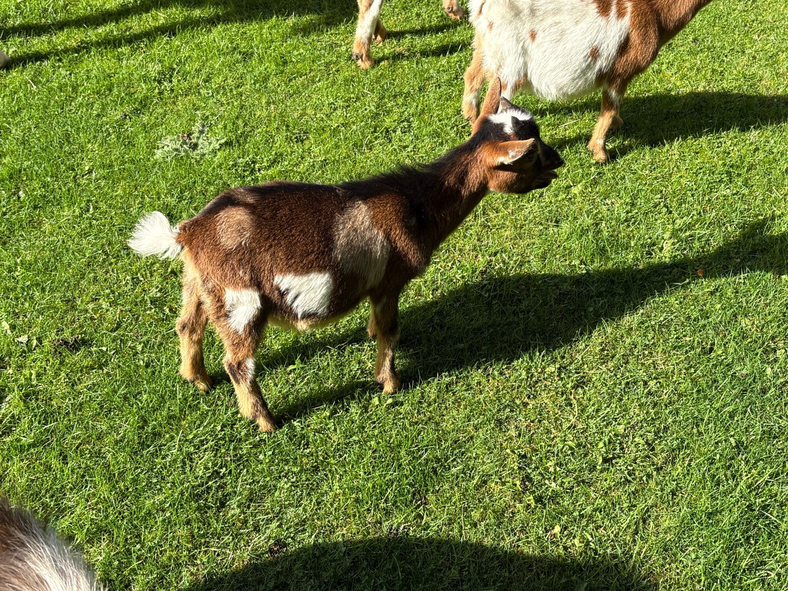 Rode geit met maanvlek bokje, Dieren en Toebehoren, Meerdere dieren, Geit