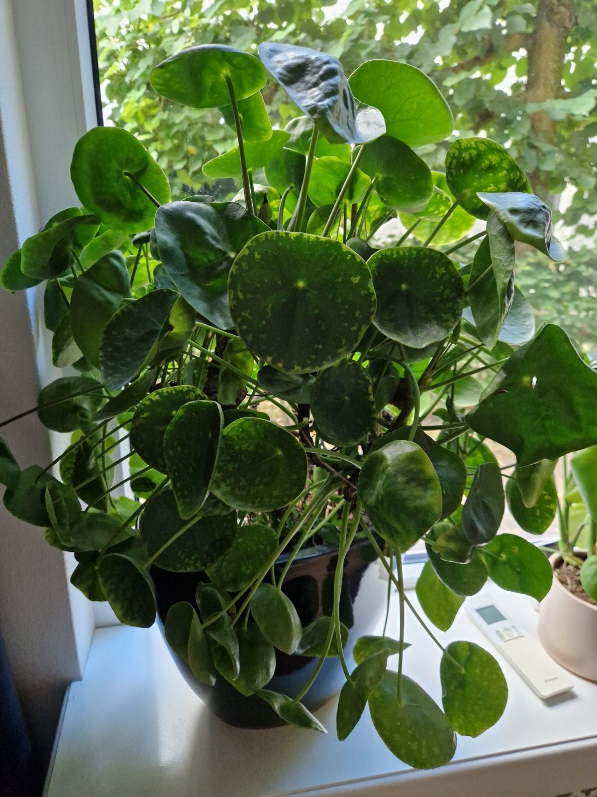Grote pannekoekenplant met pot, Huis en Inrichting, Kamerplanten, Ophalen, Halfschaduw, Minder dan 100 cm