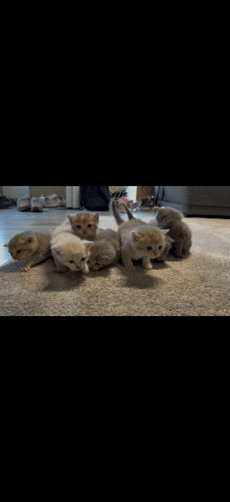 Britse khortaar, Dieren en Toebehoren, Poes