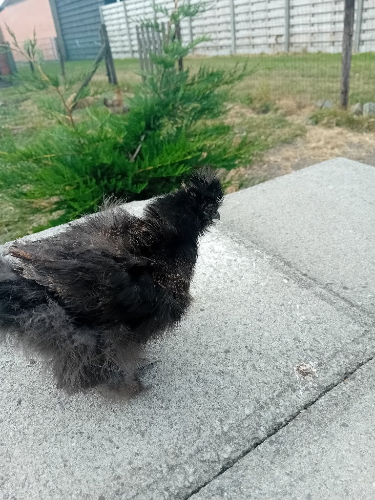 Zijdehoen hen, Dieren en Toebehoren, Pluimvee, Vrouwelijk, Kip