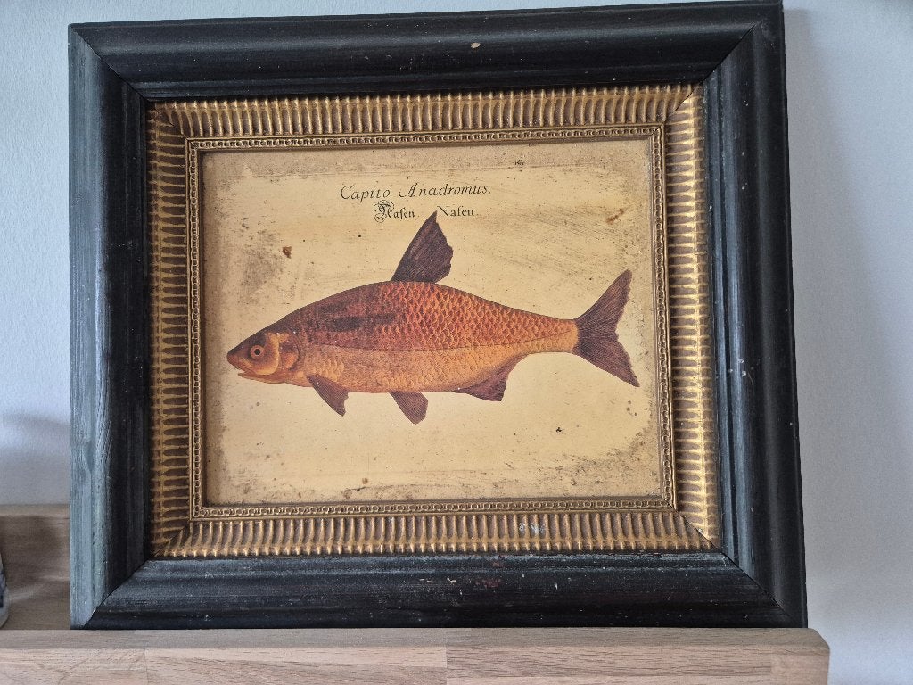 Vintage lijst met een afbeelding van een vis., Huis en Inrichting, Woonaccessoires | Lijsten, Gebruikt, 38 cm, Hout, Ingelijst werk
