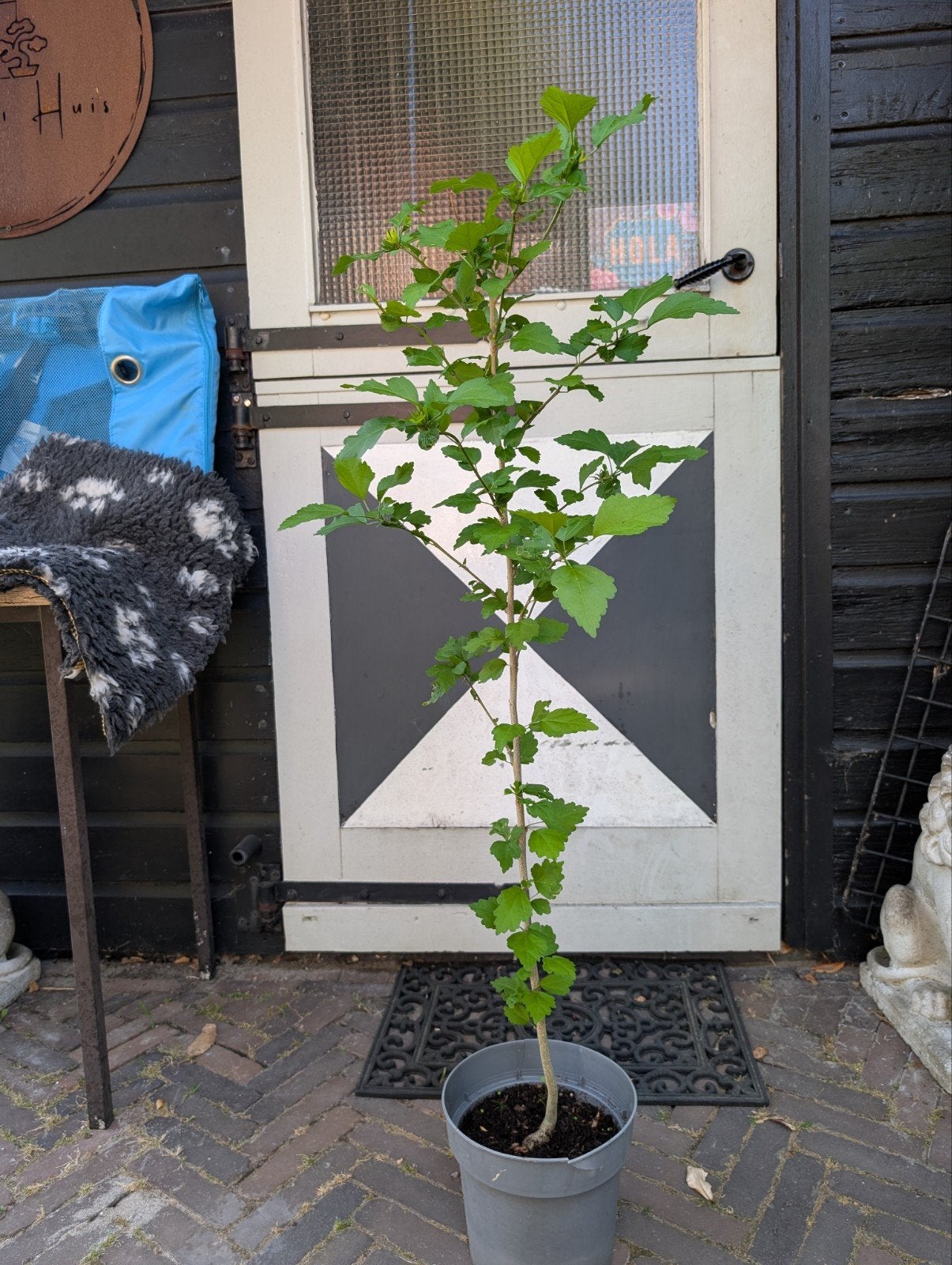 Hibiscus 105cm, Overige soorten, Minder dan 100 cm, Zomer, Ophalen