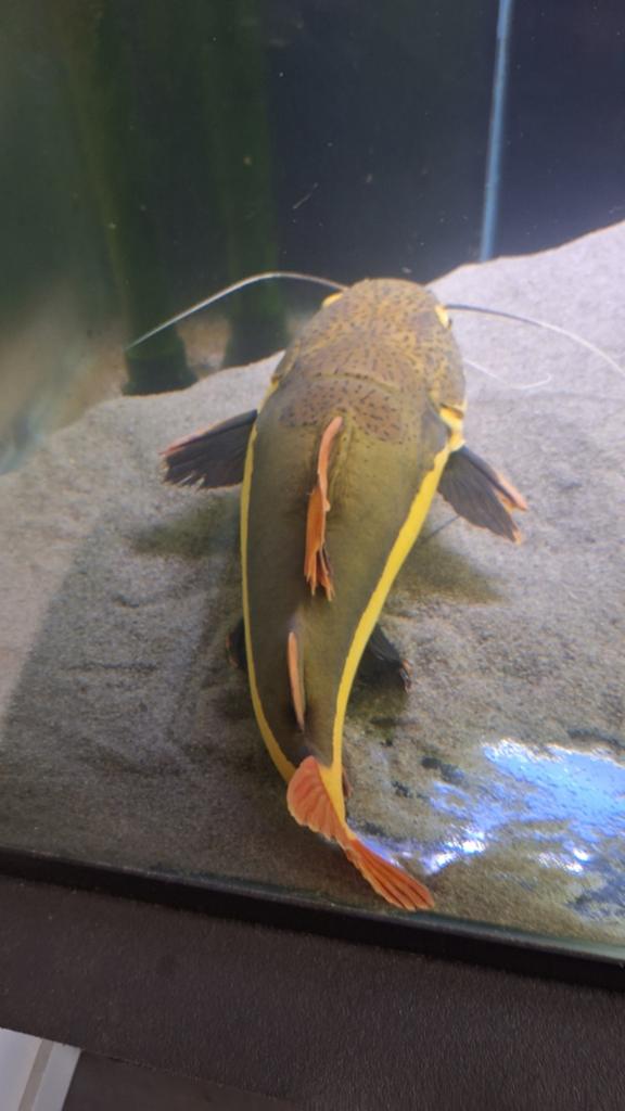 Redtail roodstaartmeerval 55cm T.E.A.B., Dieren en Toebehoren, Vis, Zoetwatervis