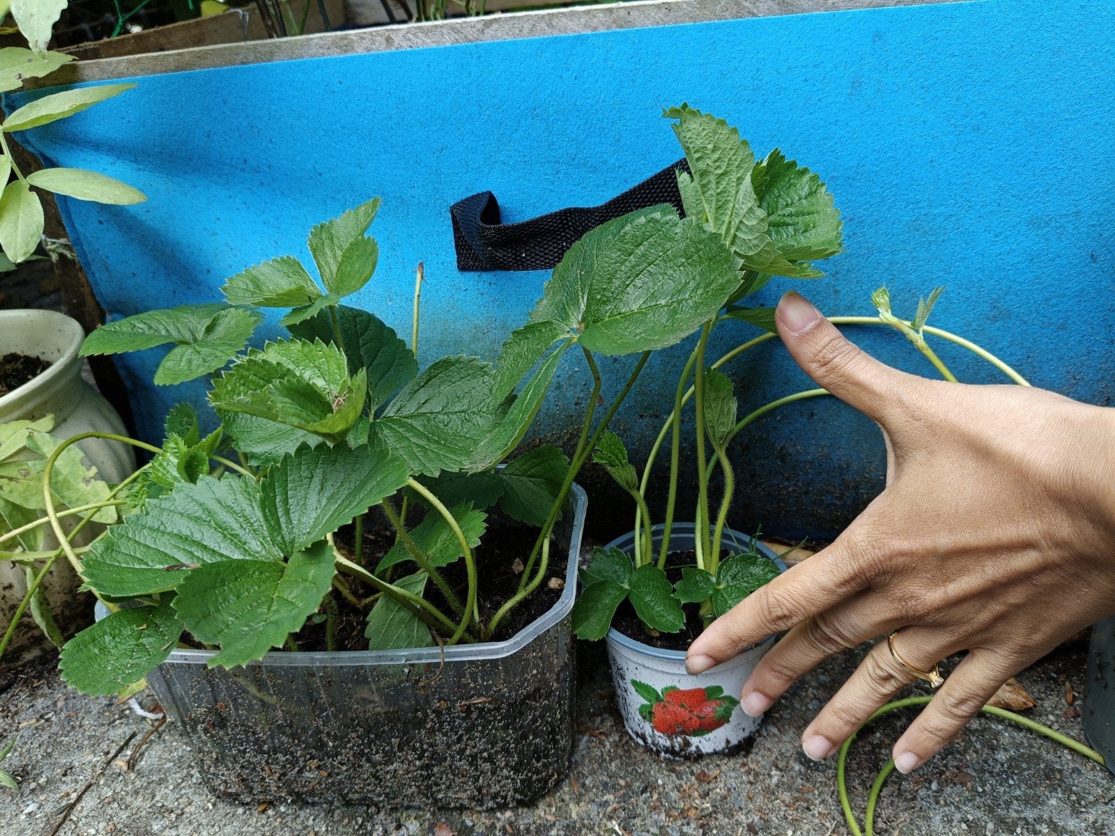 Verse aardbeiplantjes Ostara - perfect voor uw tuin!, Ophalen, Volle zon