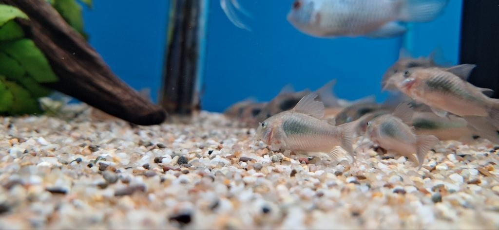 Pantsermeerval aeneus vorydoras aeneus aquarium vissen kopen, Dieren en Toebehoren, Vis