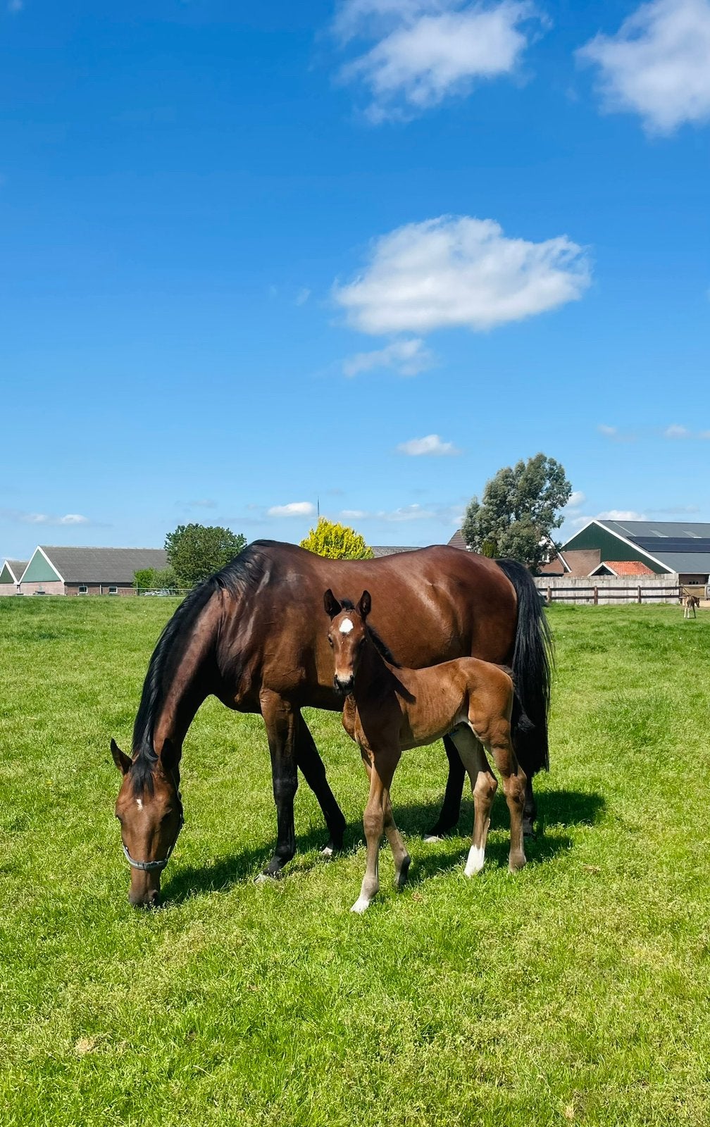 Lieve merrie - fokmerrie/ weidemaatje/ recreatie, Merrie, Met stamboom, L, 11 jaar of ouder