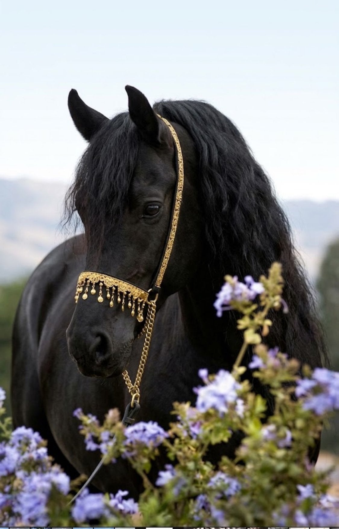 Lieve verzorgpony gezocht! (Omgeving Oijen), Ophalen, Nieuw, Rijden