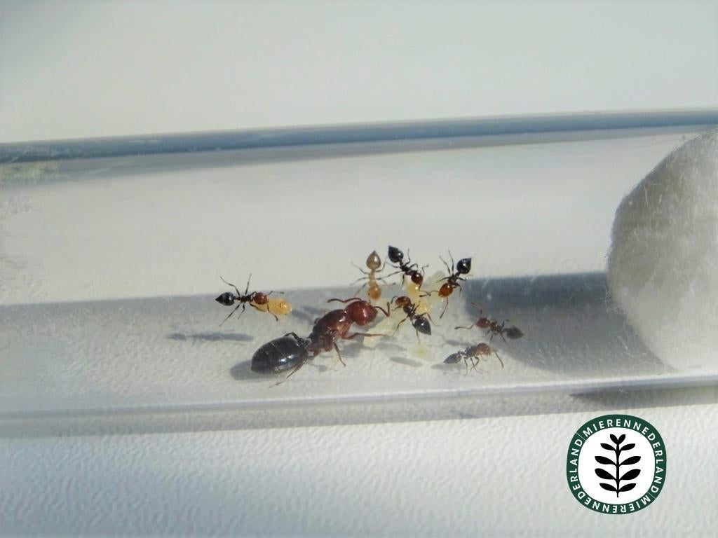 Crematogaster scutellaris | Rode schorpioenmier | MIEREN, Mieren