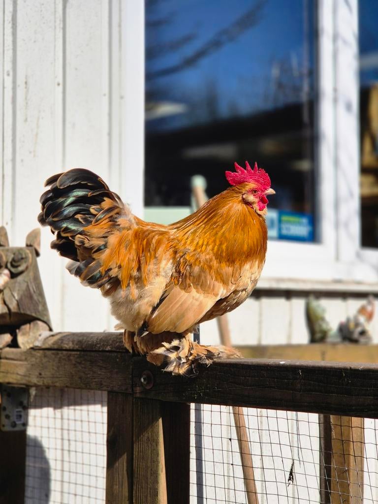 Mooie kruising haan  Ukkelse baardkriel/Cochen, Dieren en Toebehoren, Mannelijk, Kip