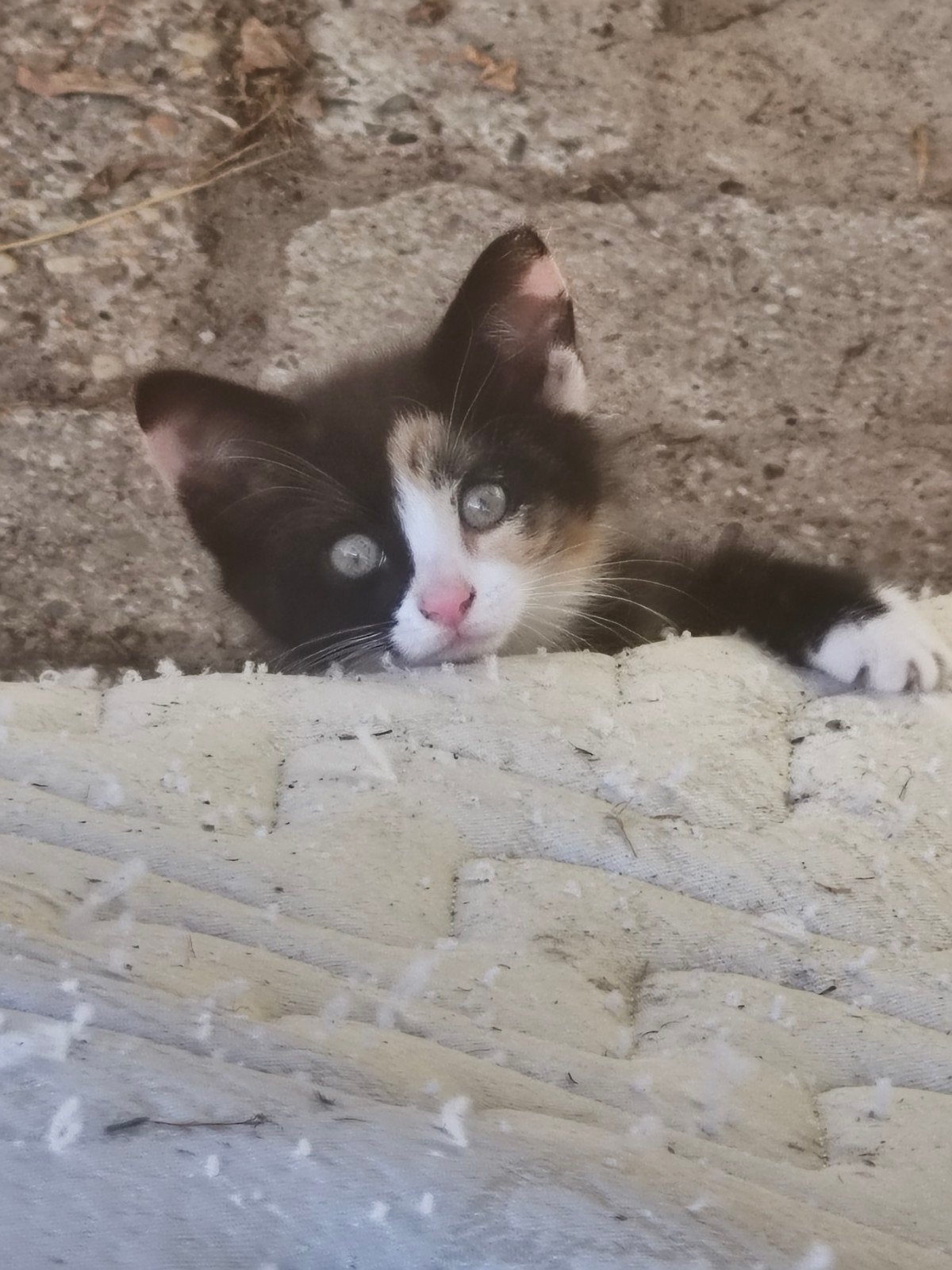 Vijf boerderij katten zoeken veel liefde, Dieren en Toebehoren, Katten en Kittens | Overige Katten, Meerdere dieren, Kortharig