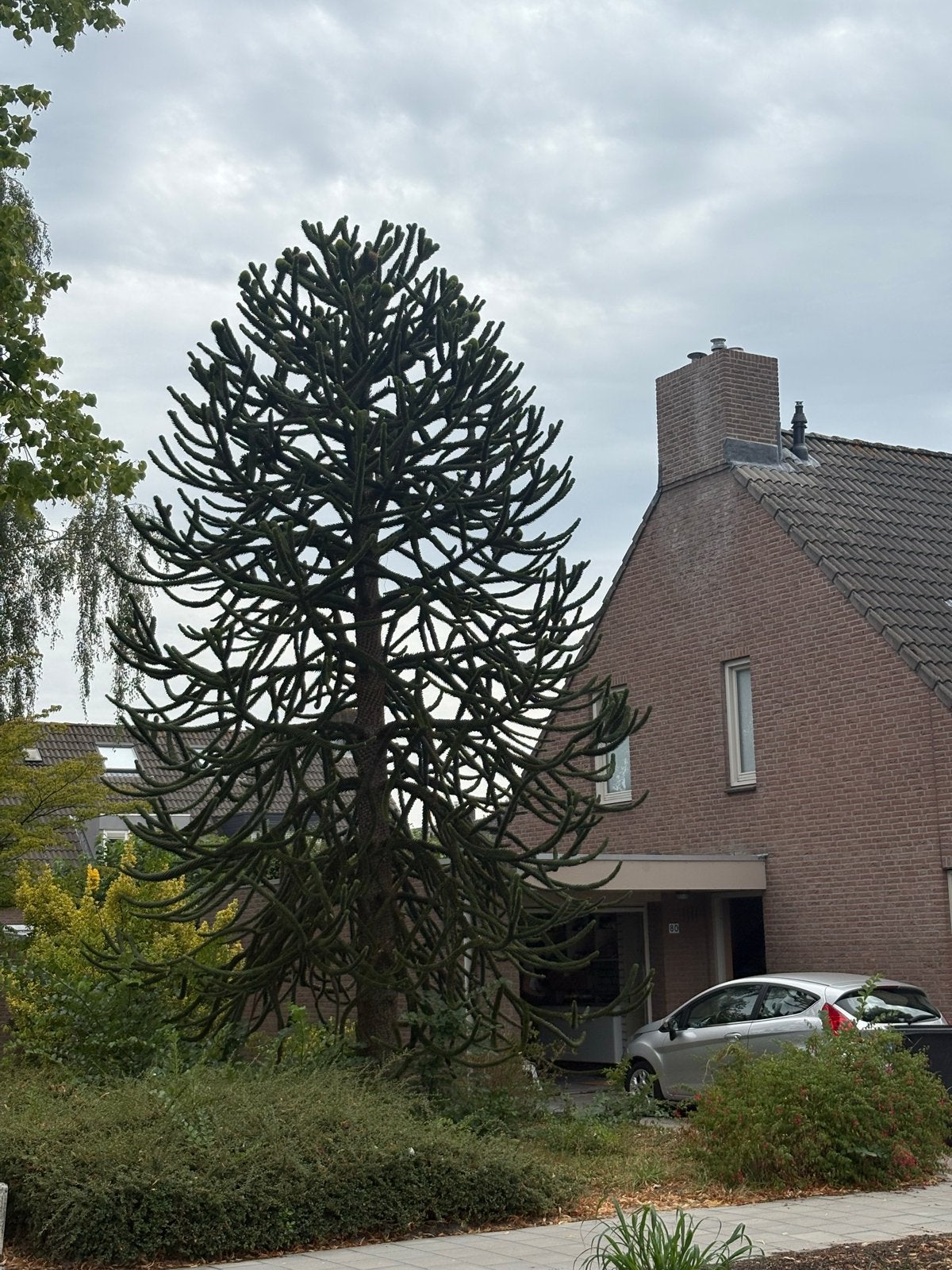 Grote Apenboom (Araucaria araucana) - ca. 8 meter hoog, Tuin en Terras, Planten | Bomen, Bloeit niet, Overige soorten, 400 cm of meer