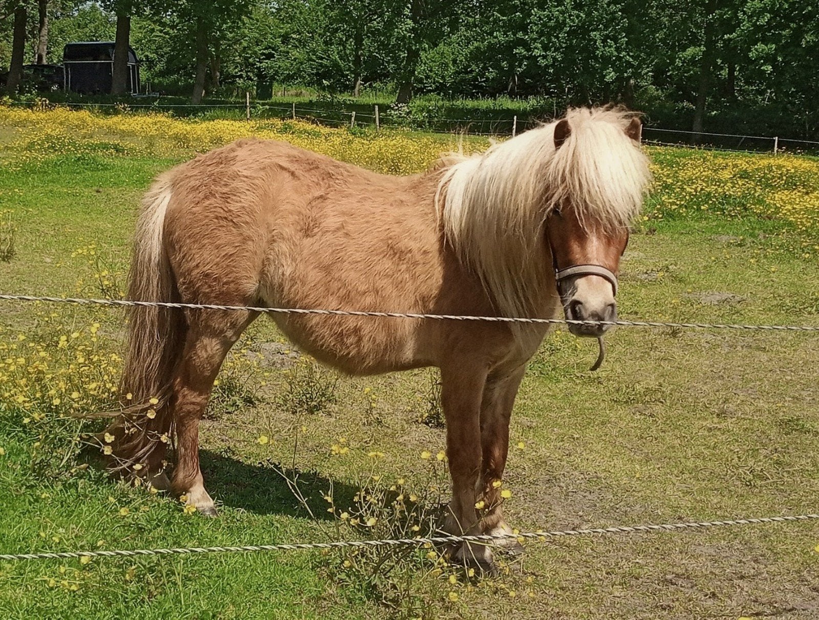 2 NSPS merrie's+ 2 hengstje's, Merrie, A pony (tot 1.17m), 3 tot 6 jaar