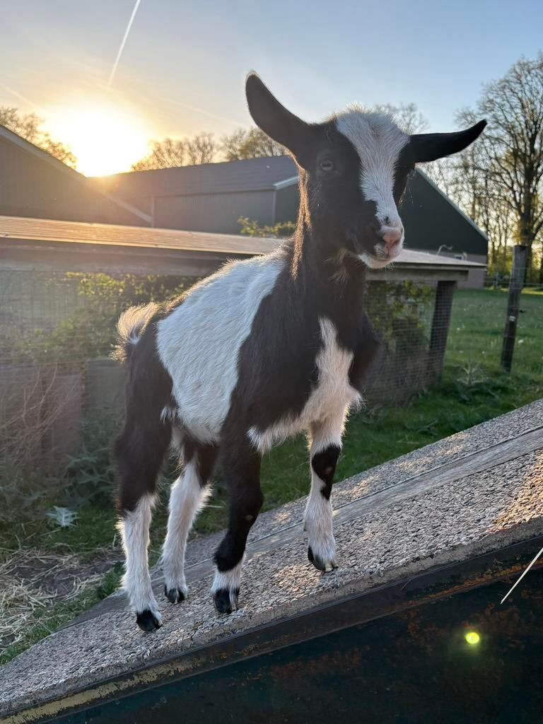 Bonte melkgeit geitje, Dieren en Toebehoren, Vrouwelijk, Geit, 0 tot 2 jaar