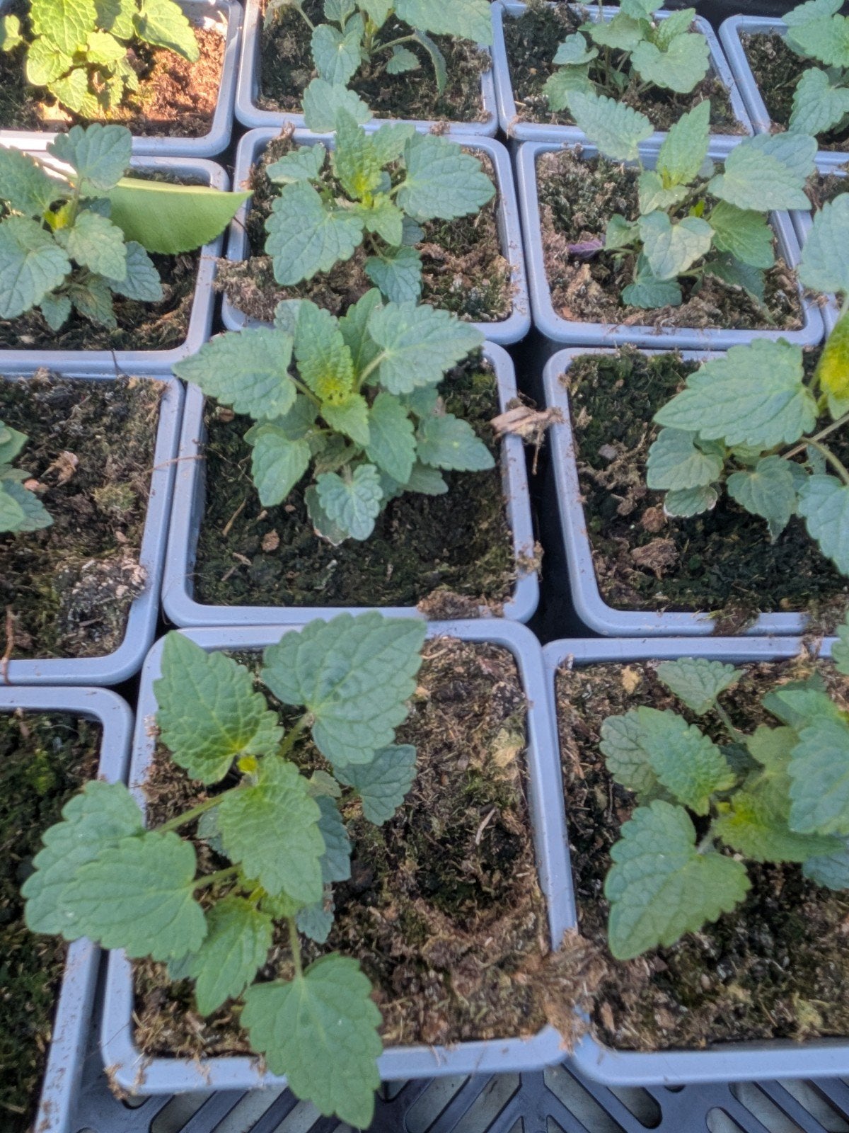 Dropsalie P9 - Sterke, Rijkbloeiende Vaste Plant, Volle zon, Vaste plant, Zomer, Ophalen