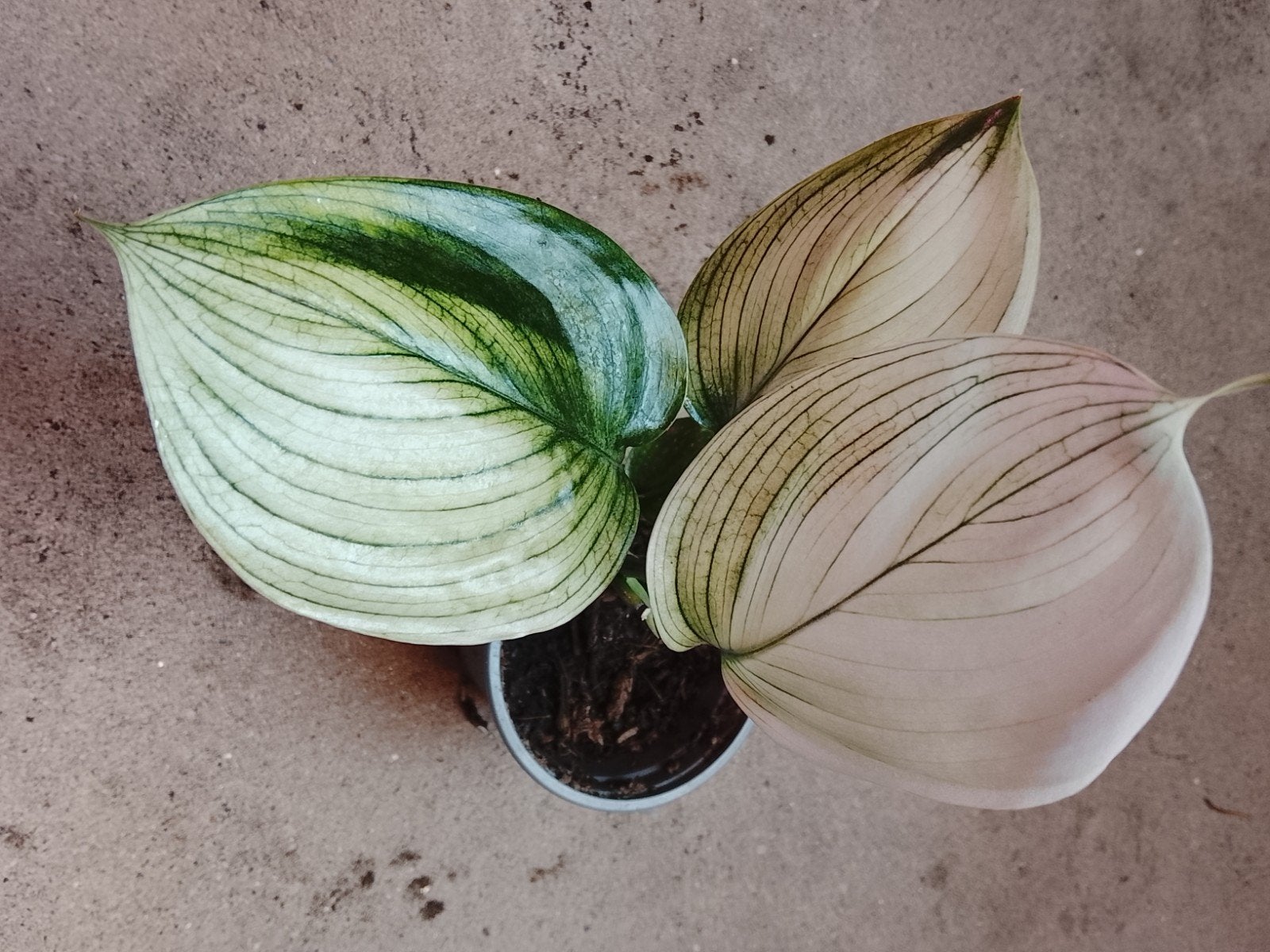 Scindapsus White Monster moederplant, Huis en Inrichting, Kamerplanten, Ophalen of Verzenden, Halfschaduw, Minder dan 100 cm