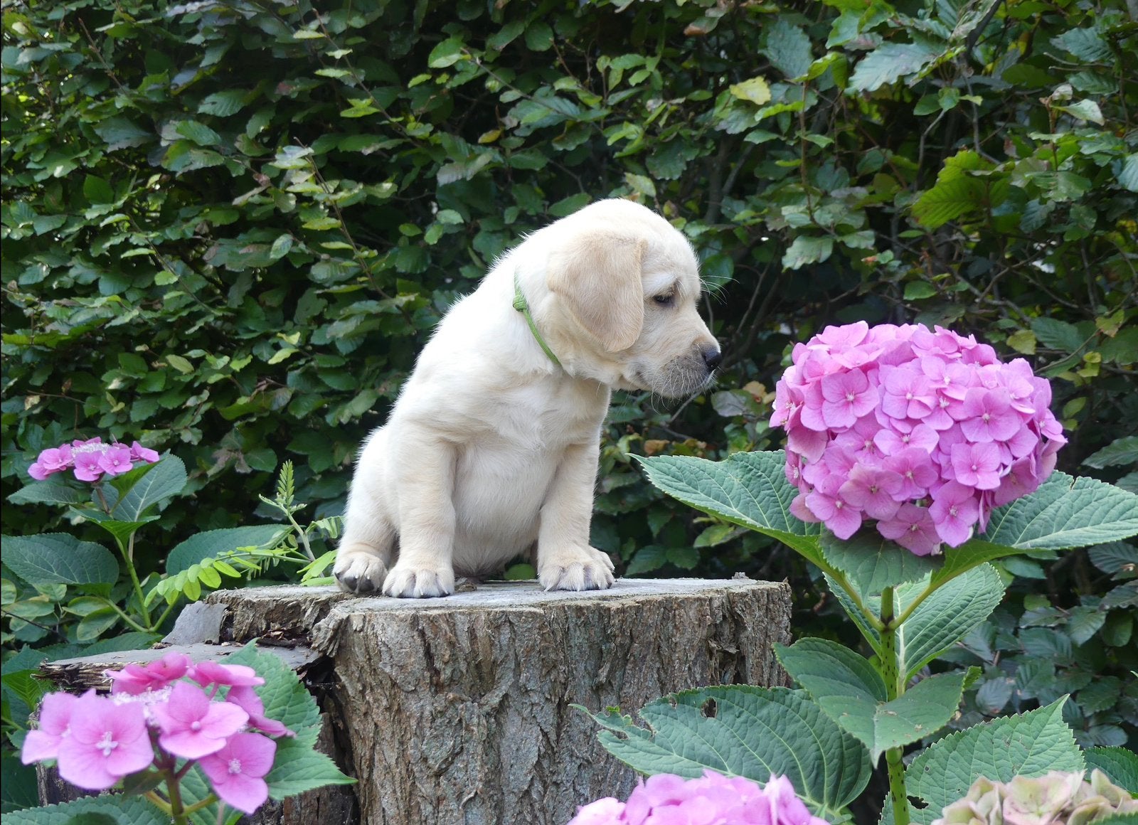 Goldador reu te koop, Dieren en Toebehoren, Honden | Retrievers, Spaniëls en Waterhonden, Reu, 8 tot 15 weken, Eén hond, Nederland