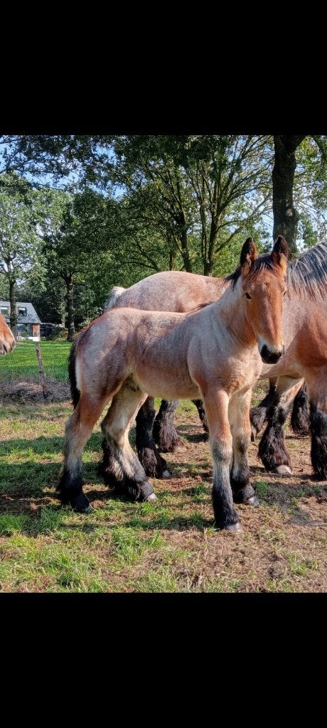 Boeren trekpaard veulen, Dieren en Toebehoren, Gechipt, Minder dan 160 cm, Niet van toepassing, 0 tot 2 jaar