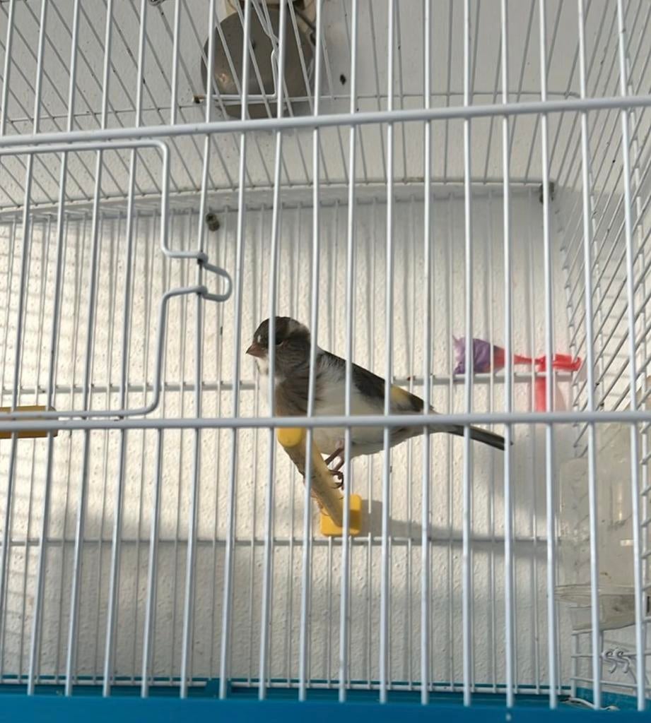 Kanarie vogel te koop voor €40., Dieren en Toebehoren, Vogels | Kanaries, Mannelijk, Kleurkanarie