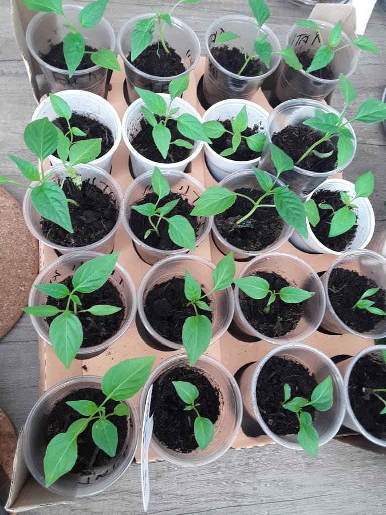 Moestuinplantjes peperplantjes peper sivri zoet, Tuin en Terras, Planten | Tuinplanten, Ophalen, Eenjarig, Groenteplanten, Volle zon