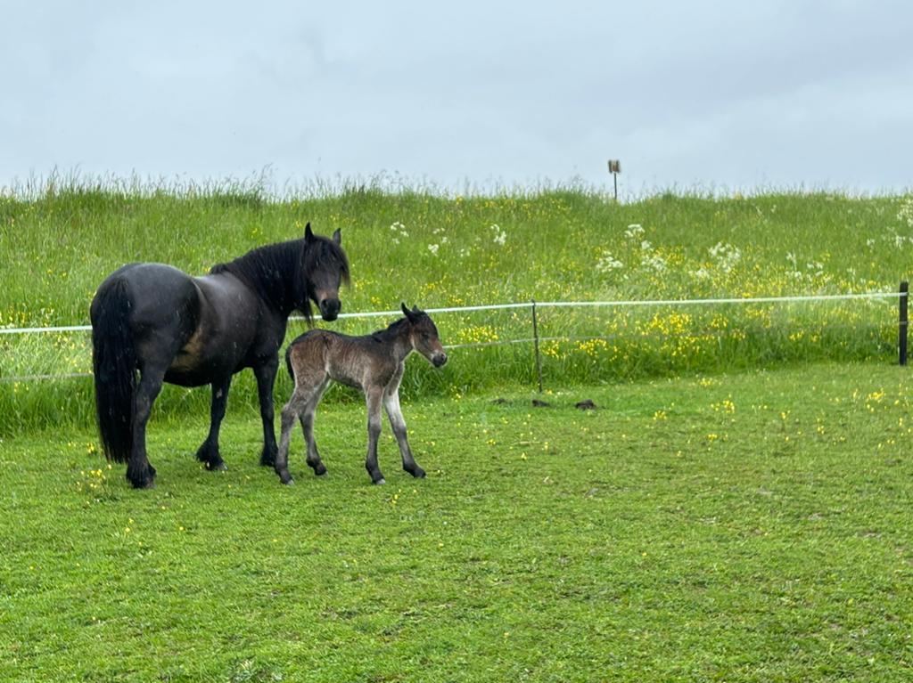 Meerdere mooie Fell pony’s te koop, Dieren en Toebehoren, Pony's, C pony (1.27m tot 1.37m), 7 tot 10 jaar, Recreatiepony, Merrie