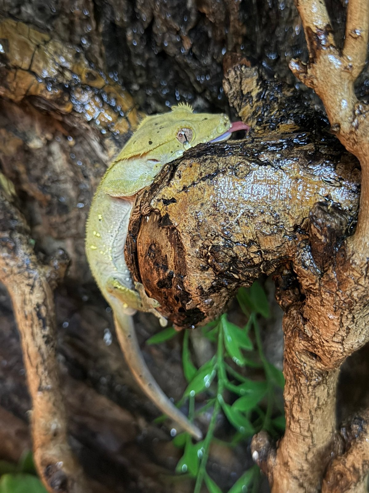 Wimpergekko koppel, Hagedis, 3 tot 6 jaar