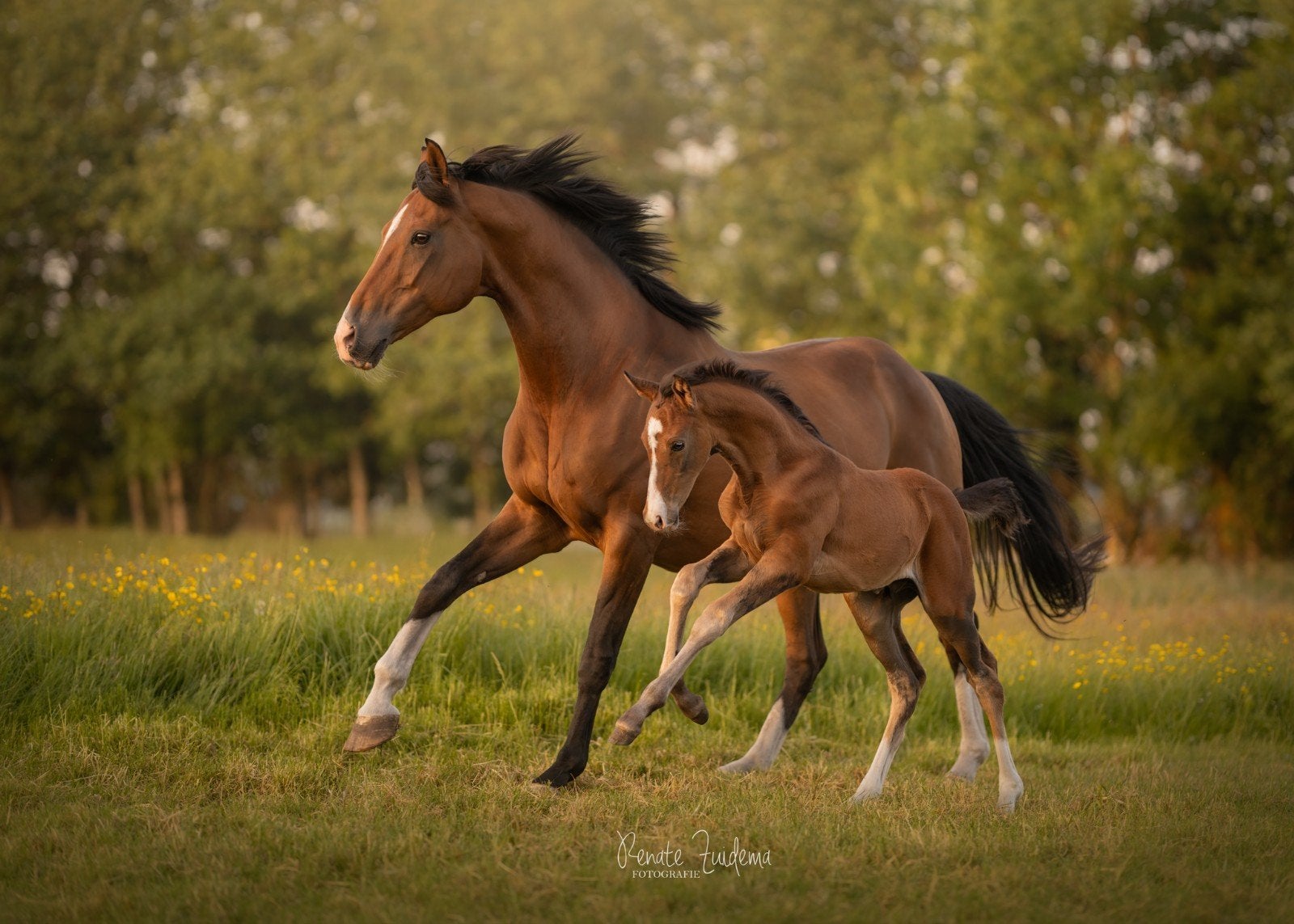 Bloedmooie hengstveulen met drachtige merrie te koop!, Dieren en Toebehoren, Paarden, Merrie, ZZ, Met stamboom, Dressuurpaard