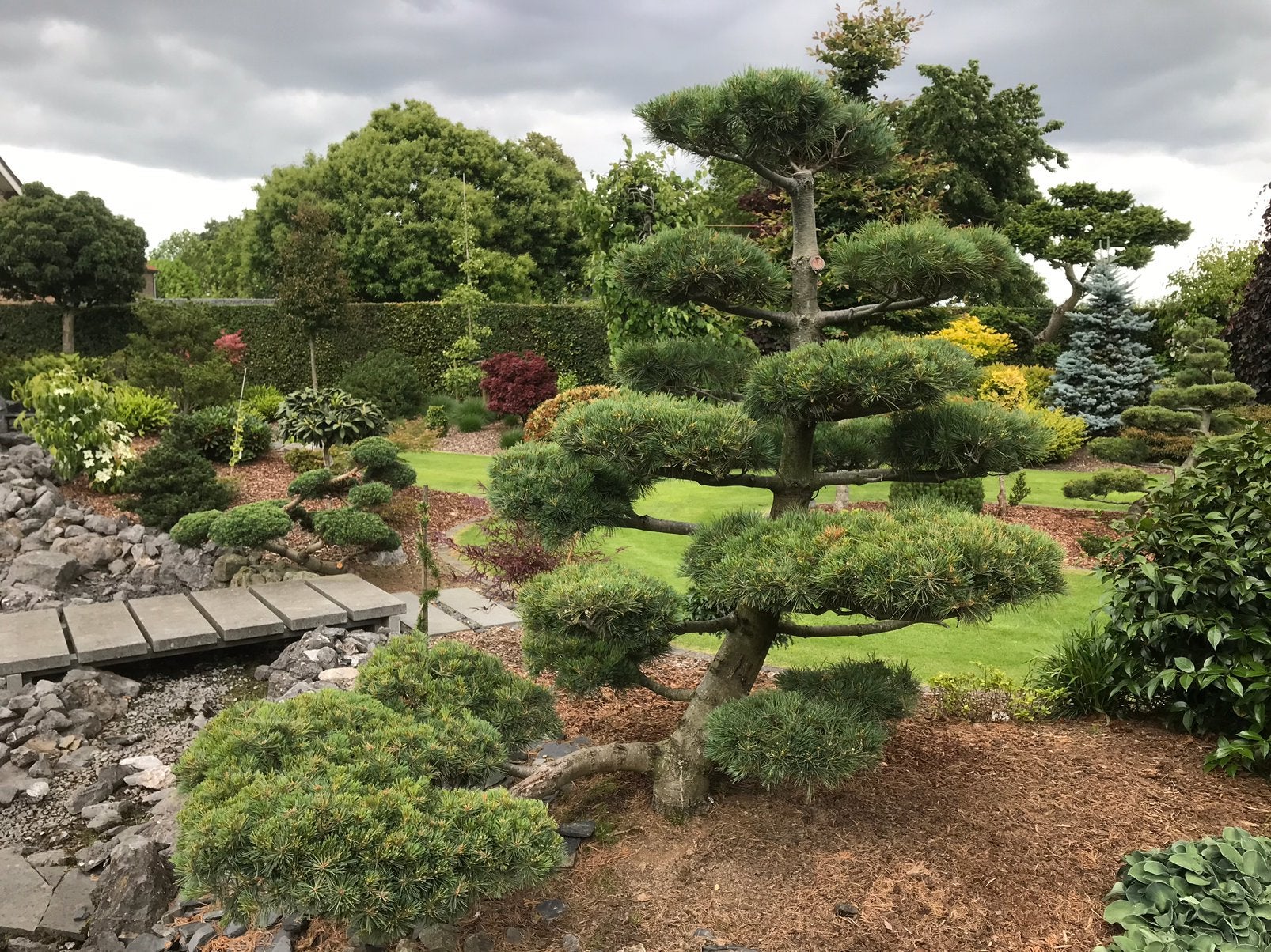 Te koop vormsnoei Pinus strobus krugers liliput Niwaki., Ophalen, Volle zon, Overige soorten, 100 tot 250 cm