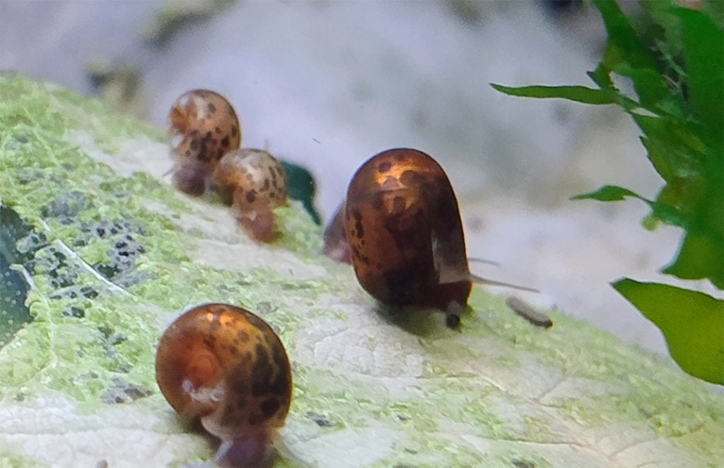 Bruine posthoornslakken planorbella duryi duryi, Dieren en Toebehoren, Overige soorten