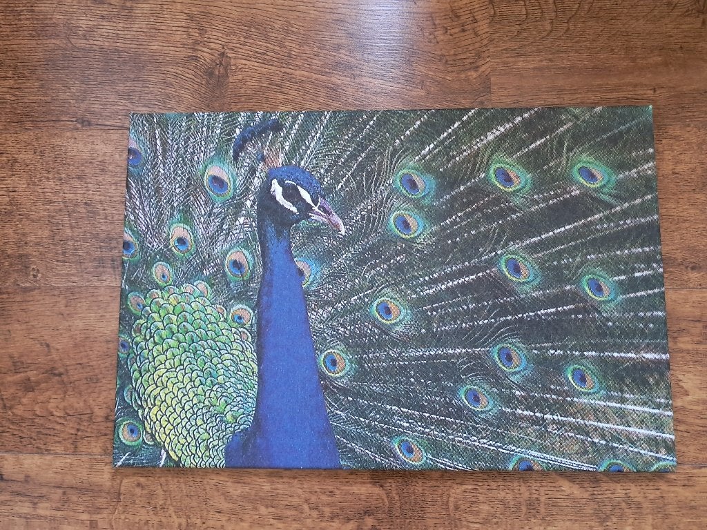 Canvas met print van een pauw 40x60, Ophalen, Overige typen, Zo goed als nieuw, 5 – 50