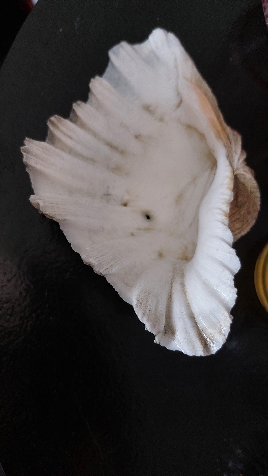 Te koop doopvontschelp, Verzamelen, Ophalen of Verzenden