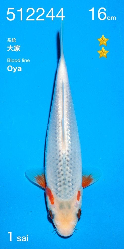 prijs winnaar  vhq Asagi van de Ogata veiling, Dieren en Toebehoren, Karper of Koi
