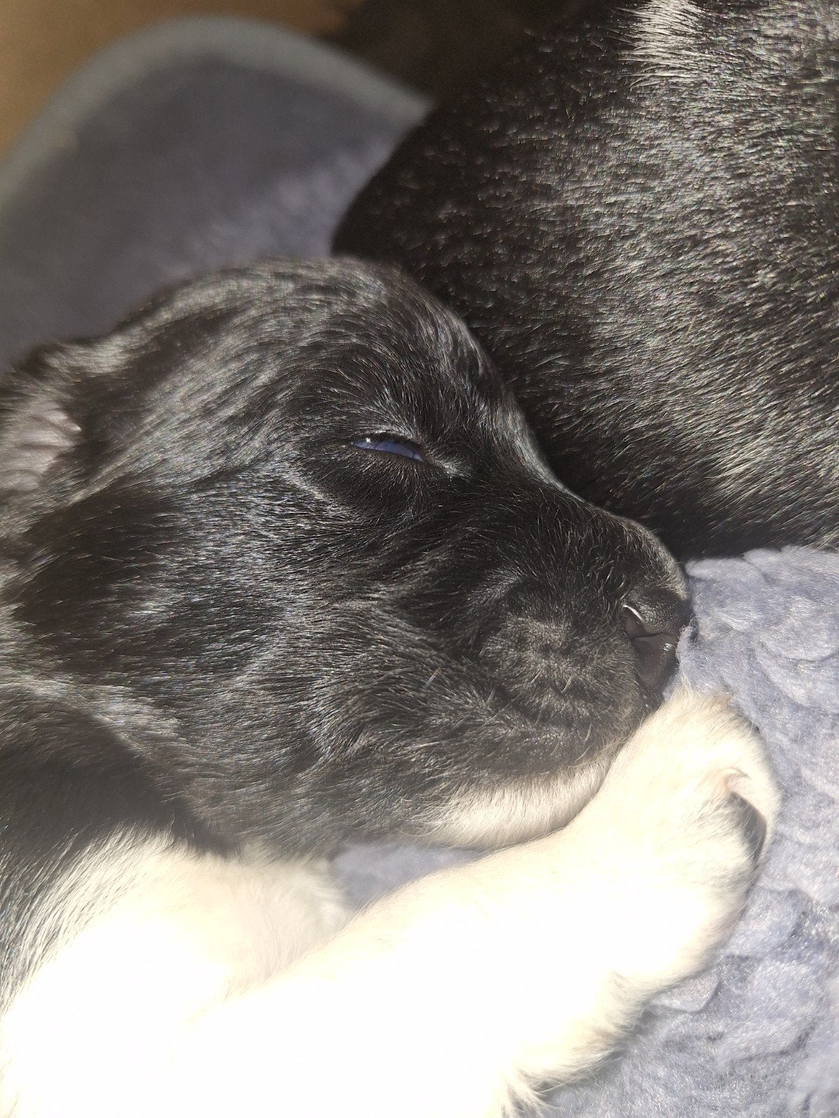 Mooie puppies, Parvo, 8 tot 15 weken, Meerdere, Meerdere dieren