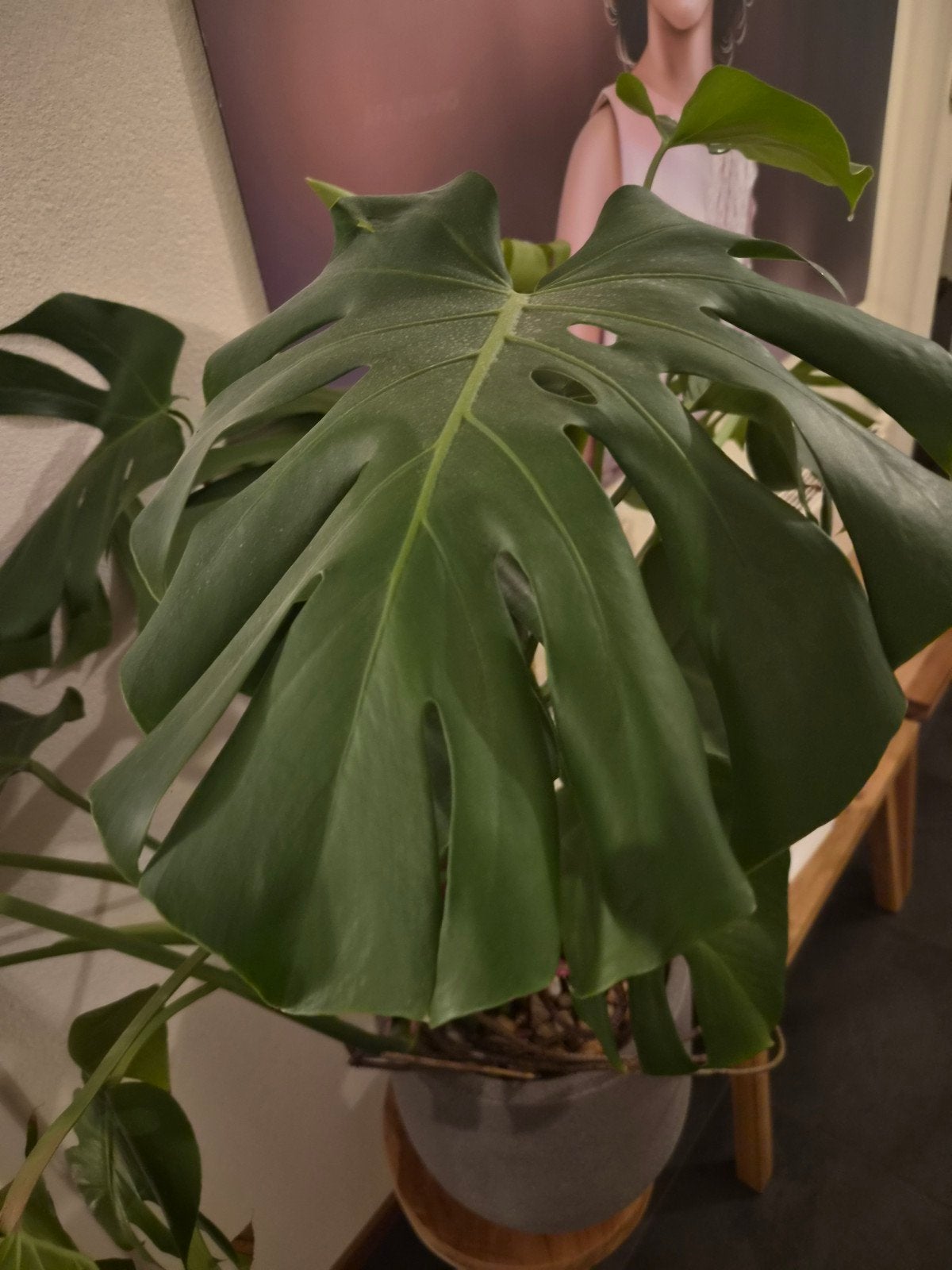 Grote Monstera Deliciosa in pot, Ophalen, 100 tot 150 cm, Overige soorten, Halfschaduw