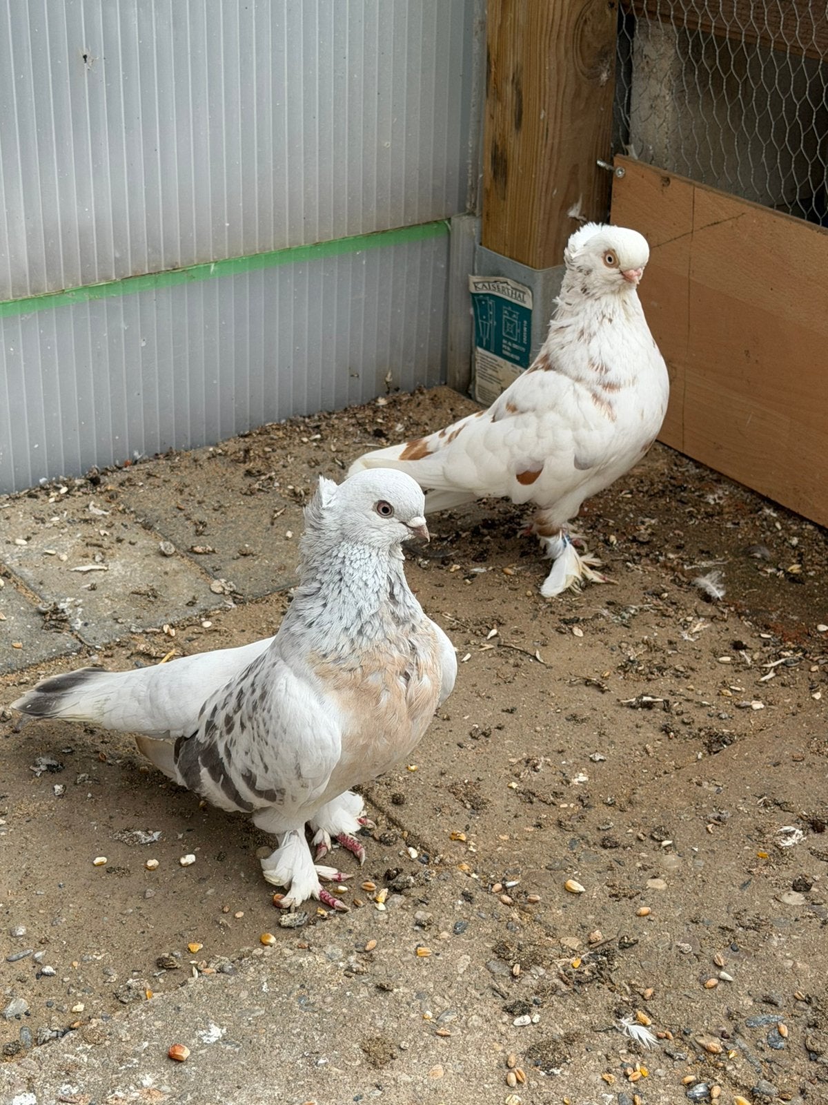 Duiven Takla kısa gaga, Meerdere dieren, Postduif