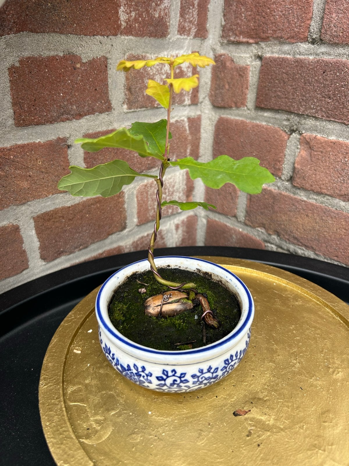 Eiken Bonsai in pot - Uniek en Handgetraind, Volle zon, Vaste plant, Bloeit niet, Ophalen