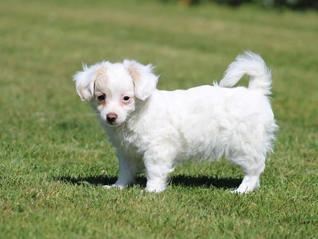 Kruising Chihuahua pup, reutje., Dieren en Toebehoren, Nederland, Parvo, 8 tot 15 weken, Eén hond