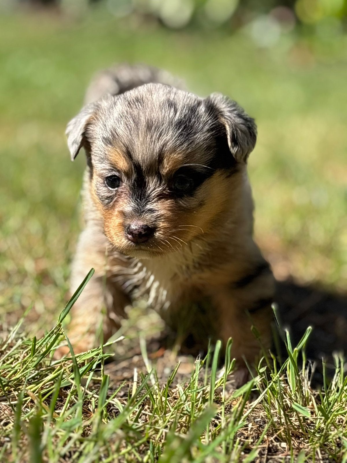 Te koop een prachtig nestje welsh corgi pup pups bleu merle, Dieren en Toebehoren, Parvo, Nederland, 8 tot 15 weken, Meerdere