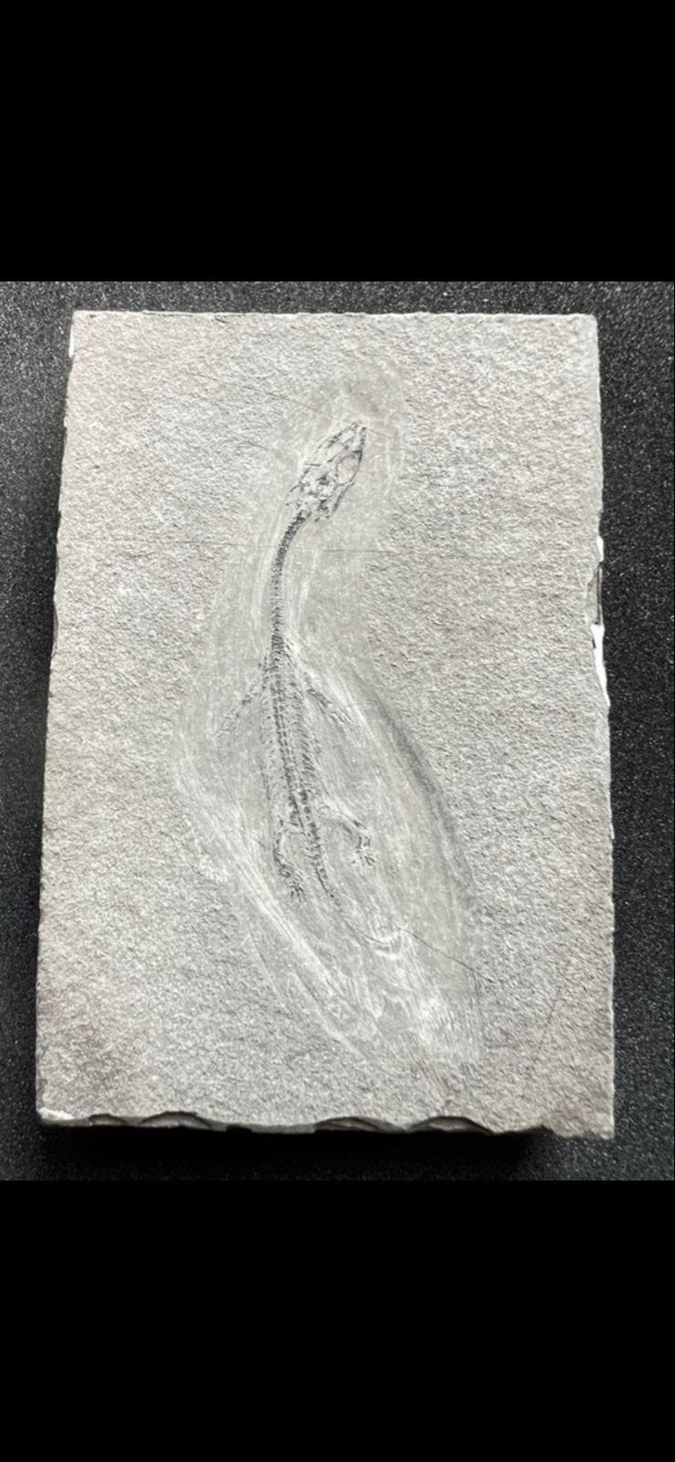 Uitzonderlijk Keichosaurus Fossiel - Trias Tijdperk, Verzamelen, Mineralen en Fossielen, Ophalen of Verzenden, Fossiel