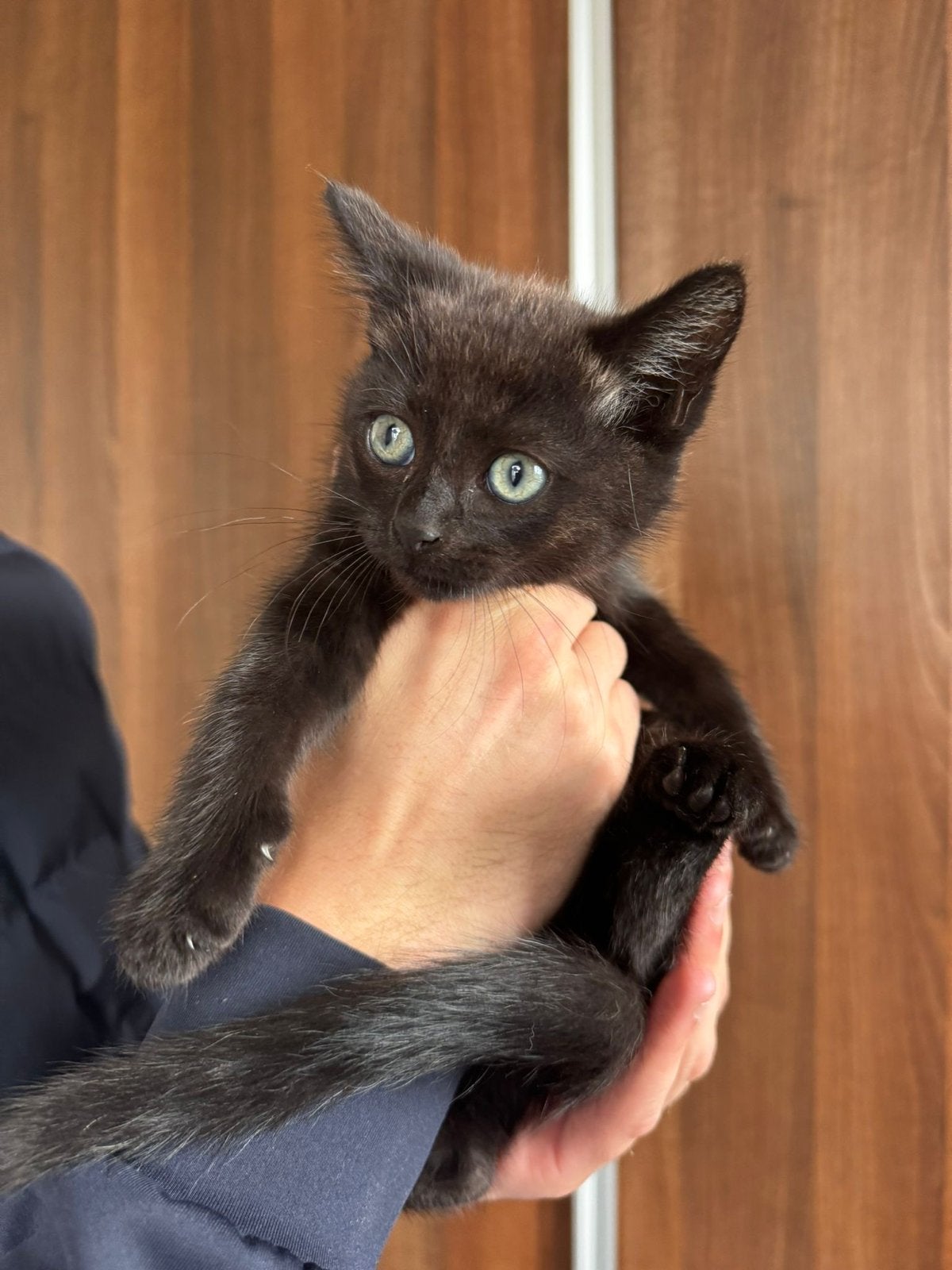 Halve ragdoll kittens, Dieren en Toebehoren, Katten en Kittens | Overige Katten, Meerdere dieren, Kortharig, 0 tot 2 jaar