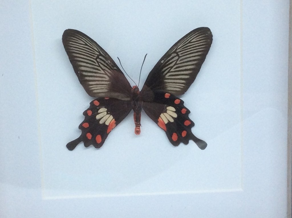 vlinder Pachiliopta Aristolochiae, Ophalen of Verzenden, Nieuw, Insect, Opgezet dier