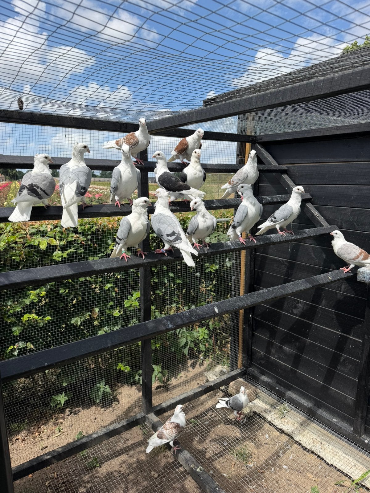 Meeuwtjes, Meerdere dieren, Overige soorten