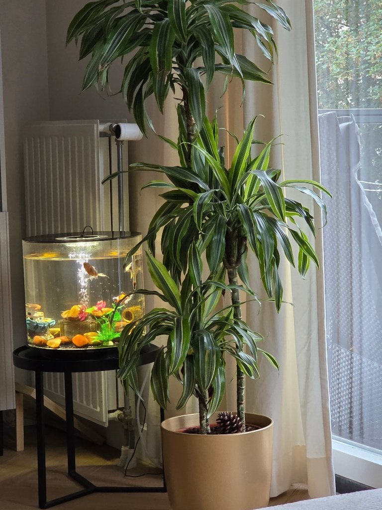biOrb tube LED-aquarium, Dieren en Toebehoren, Ophalen, Gebruikt, Plant(en), Steen of Hout, Overige merken