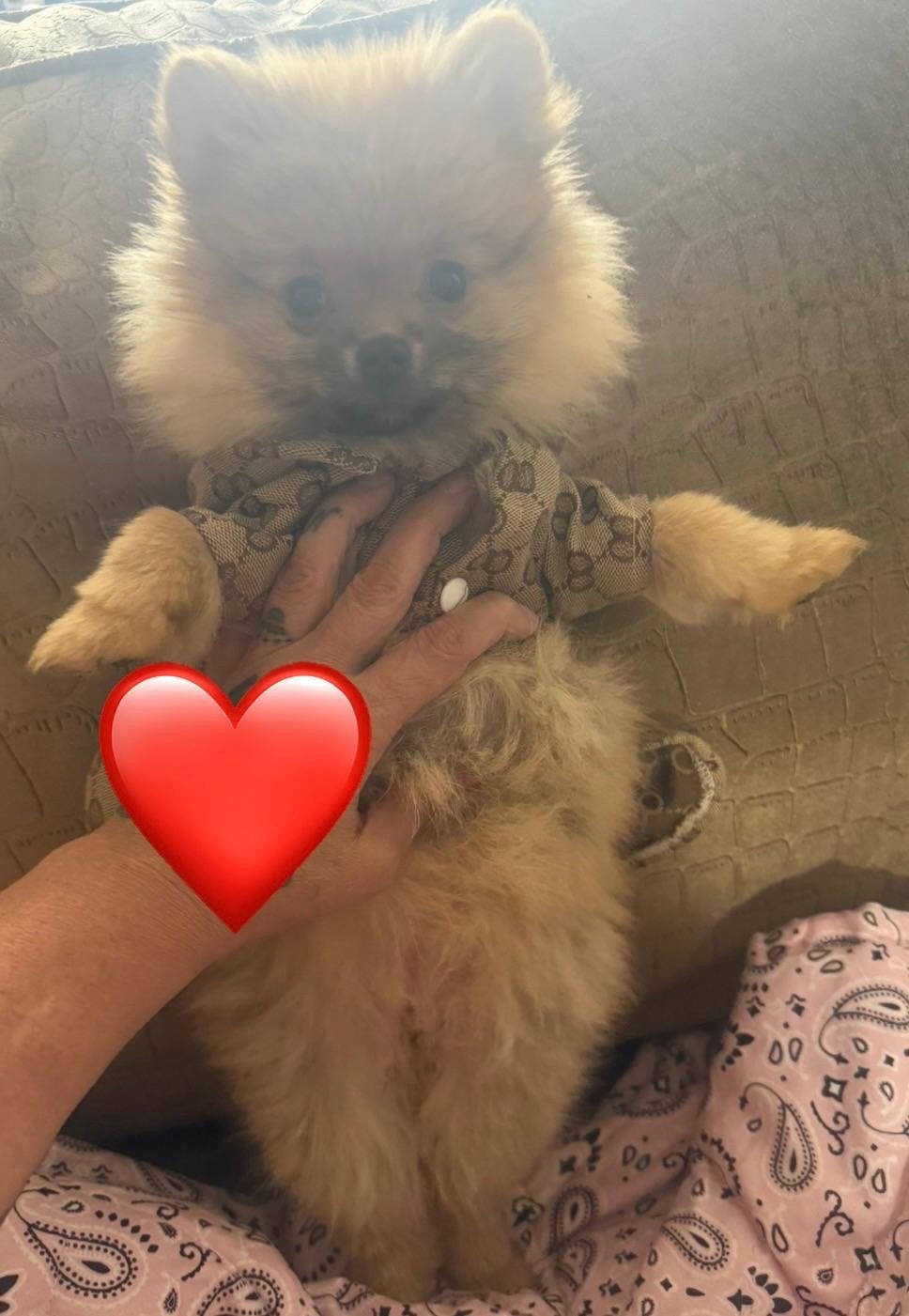 Mini bearface Pomeriaan 12 weken teefje, Keeshond, 8 tot 15 weken, Teef, Parvo