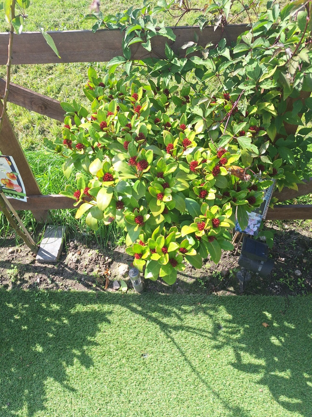 alle soorten planten en bomen appelboompjes, Ophalen, Minder dan 100 cm, Overige soorten, Zomer