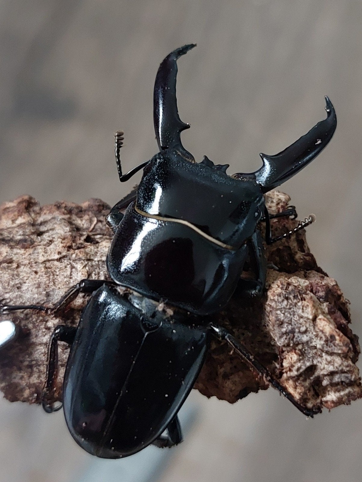 Serrognathus titanus/ vliegend hert, Dieren en Toebehoren, Overige soorten