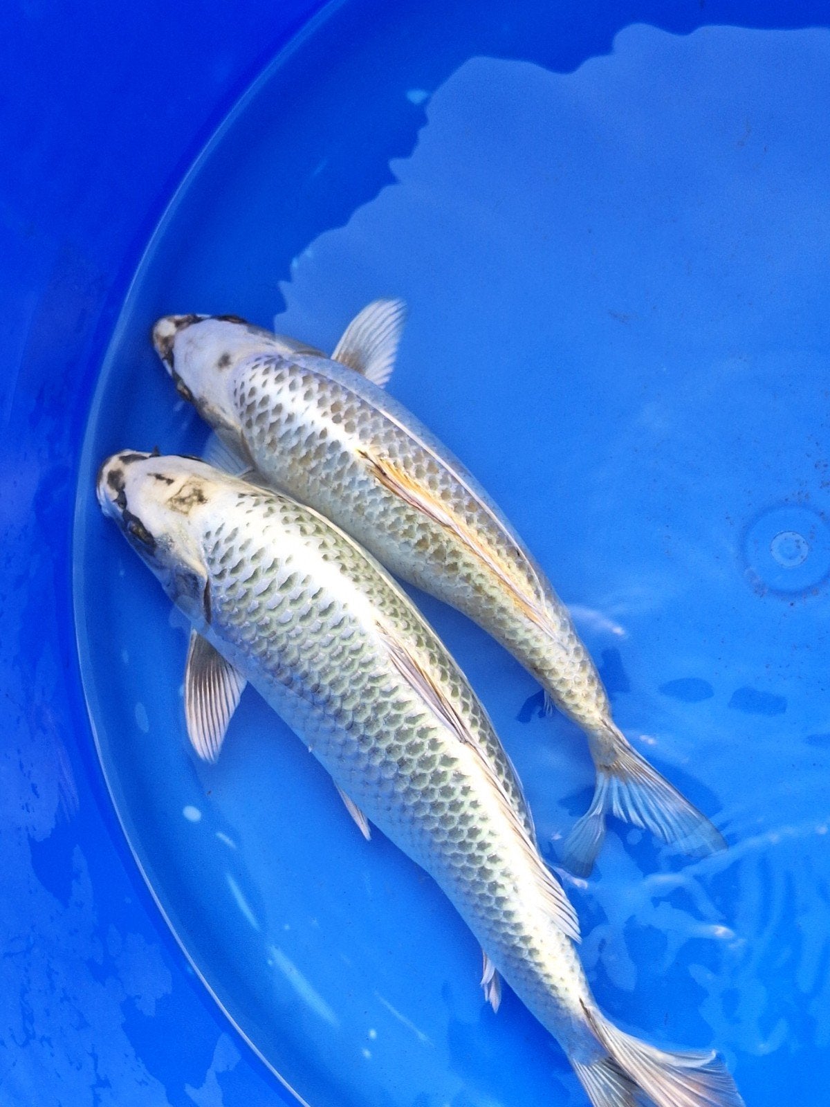 koikarpers, Dieren en Toebehoren, Karper of Koi