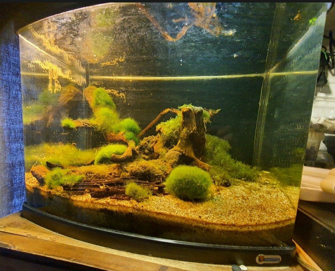 Panorama 60 black superfish aquarium 1 met inhoud.
Voedingsb, Ophalen, Leeg aquarium, Superfish